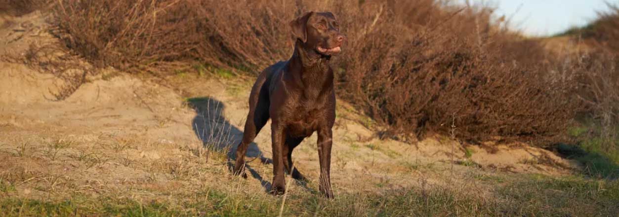 Hod mager advies welkoop Hod mager advies welkoop